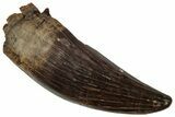 Fossil Raptor (Paronychodon?) Tooth - Montana #341047-1